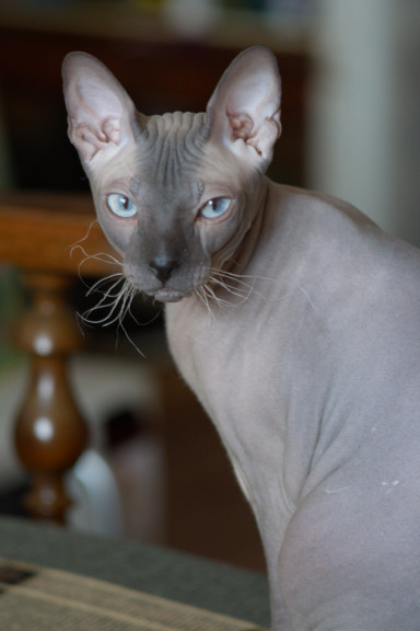 Фото кота Юпитер-37А
